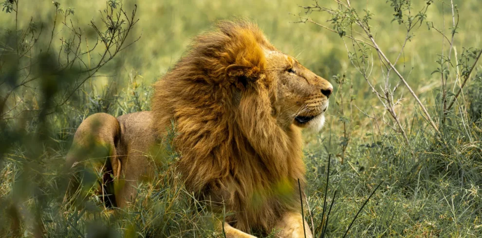 Maasai Mara National Reserve 46